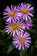 Erigeron speciosus