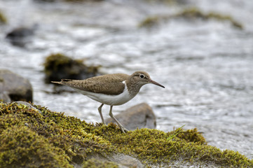 Tringa hypoleucos / Chevalier guignette