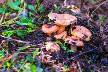 Coral milky cap mushrooms growing in the forest among the autumn leaves. Lactarius torminosus. Natural background. Close up