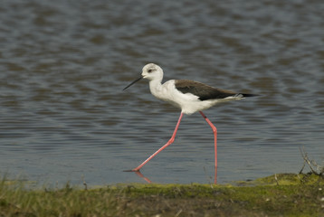 Himantopus himantopus / Echasse blanche