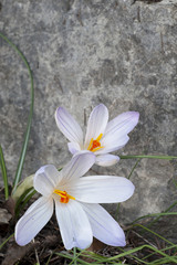 Crocus versicolor / Crocus bigarré
