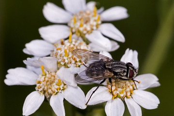 Phaonia errans / Aricie vagabonde
