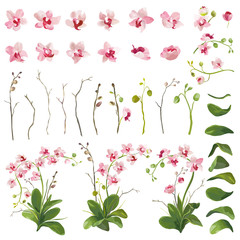 Orchid Tropical Flowers Floral Elements in Watercolor Style. Vector
