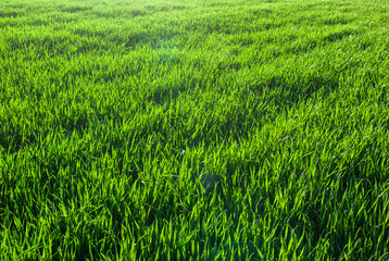 Green grass wheat in field