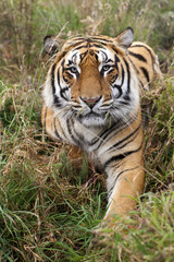 Fototapeta na wymiar Panthera tigris tigris / Tigre du Bengale