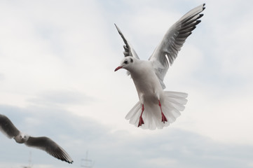 Seagull on the docks in search of food