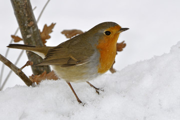 Erithacus rubecula / Rouge gorge familier / Rougegorge familier