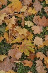 herbstliche ahornblätter liegen auf gras