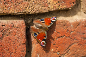 Butterfly on bricks wall