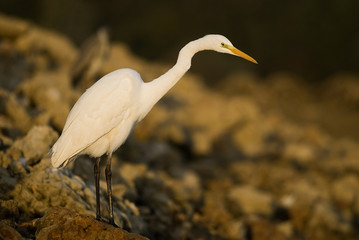 Casmerodius albus / Egretta alba / Grande aigrette