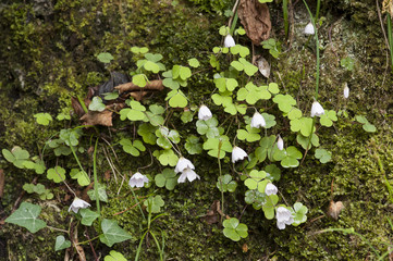 Oxalis acetosella / Oseille des bois