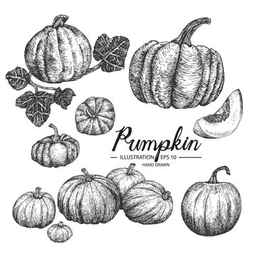 Pumpkin hand drawn collection by ink and pen sketch. Isolated vector design for fruit and vegetable products and health care goods.