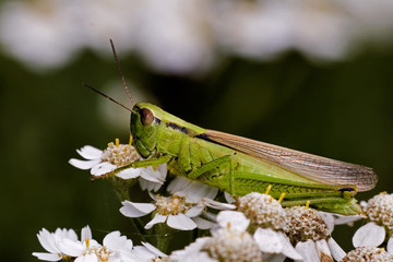 Chorthippus parallelus / Criquet des pâtures
