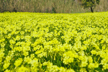 field of flowers