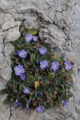 Primula allionii / Primevère d'Allioni
