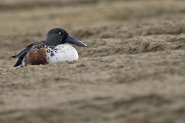 Anas clypeata / Canard souchet