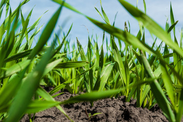 Green grass wheat in field