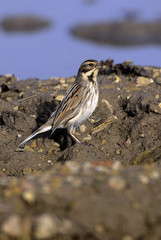 Emberiza schoeniclus / Bruant des roseaux / Femelle