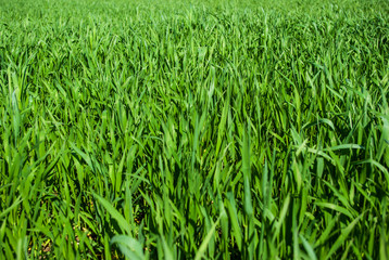 Green grass wheat in field