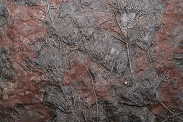 fossil texture
