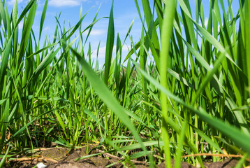 Green grass wheat in field