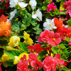 Bright background of blooming begonias. Focus on the foreground.