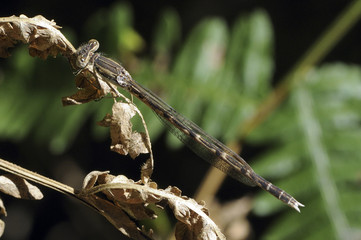 Sympecma fusca / Leste brun / Mâle