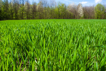 Green grass wheat in field