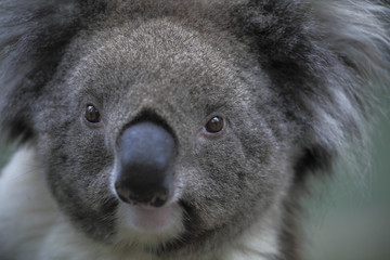 Phascolarctos cinereus/ Koala cendré / Koala