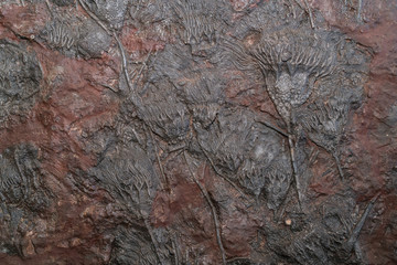 fossil texture   © praphab144