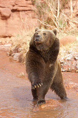 Ursus arctos horribilis / Ours brun / Grizzly