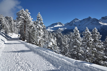Chemin de promenade couvert de neige au milieu des sapins dans les Alpes en hiver par une belle...