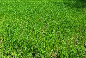 Green grass wheat in field