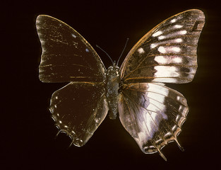 Charaxes etheocles / Papilon gynandromorphe mâle et femelle