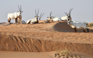 Oryxantilopen 