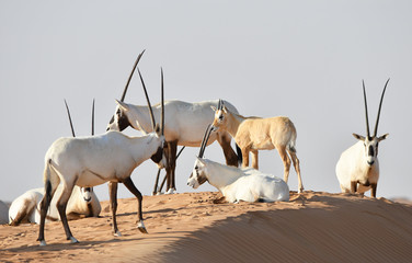 Oryxantilopen 
