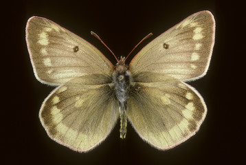 Colias phicomone / Candide