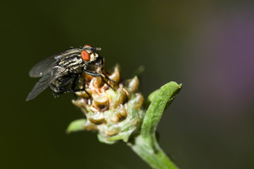 Sarcophaga carnaria / Mouche à damiers