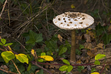 Lépiote élevée / Coulemelle