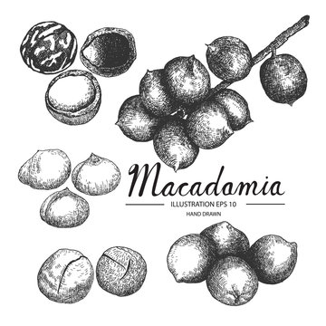 Macadamia hand drawn collection by ink and pen sketch. Isolated vector design for fruit and vegetable products and health care goods.