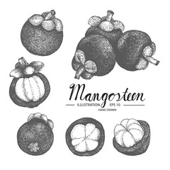 Mangosteen hand drawn collection by ink and pen sketch. Isolated vector design for fruit and vegetable products and health care goods.