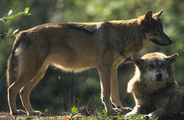 Canis lupus / Loup d'Europe