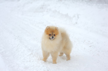 Portrait of sable-cream spitz on snow