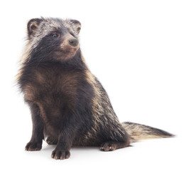 Raccoon on a white background.