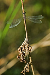 Lestes viridis / Leste vert