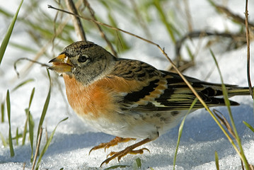 Fringilla montifringilla / Pinson du Nord