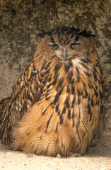 Bubo bubo / Hibou grand duc