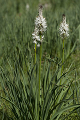Asphodelus albus subsp. delphinensis / Asphodèle subalpin