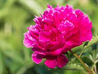 summer purple peony flower
