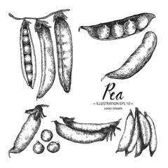 Pea hand drawn collection by ink and pen sketch. Isolated vector design for fruit and vegetable products and health care goods.